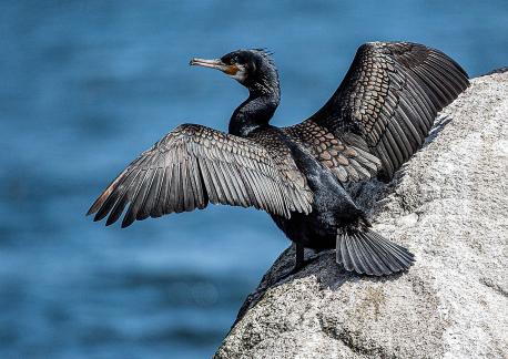 Cormorant