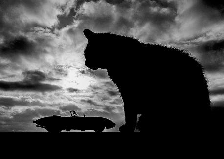 A Jaguar and a Domestic Cat