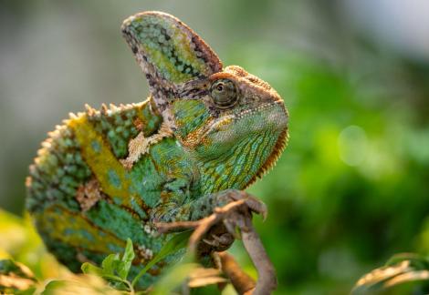 Colorful Chameleon