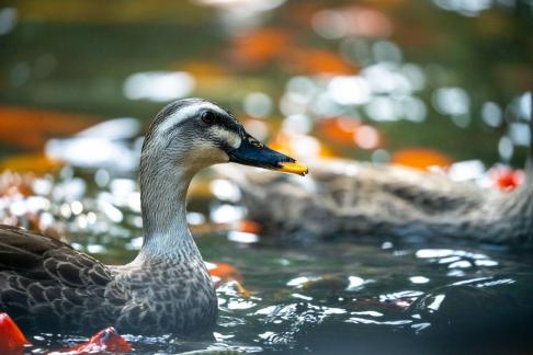 Duck in a dream world