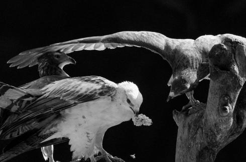 Eagles in fight
