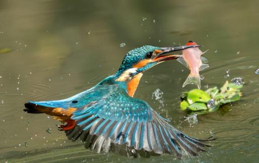 Kingfisher and prey