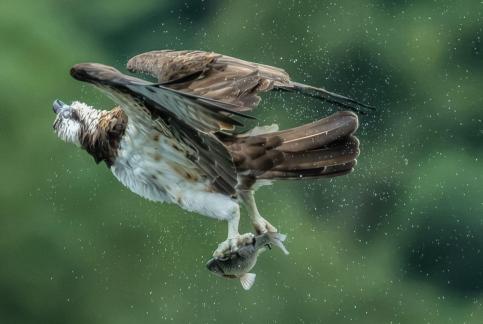 Osprey shaking