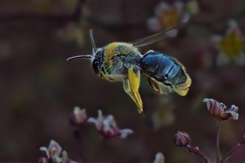 In Flight Mode