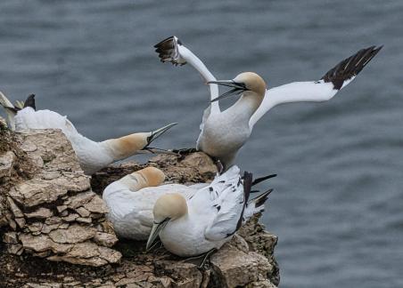 Territorial Clash