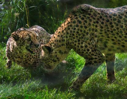 Cheetah Tiff