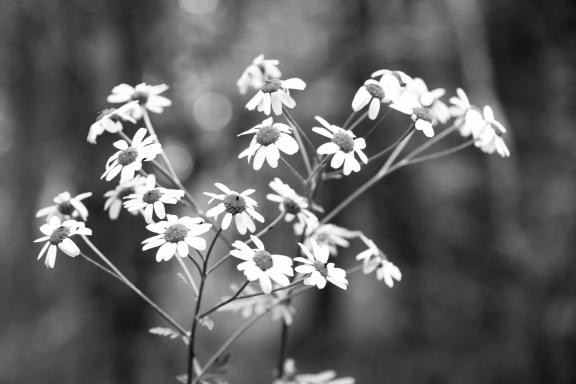 Daisies