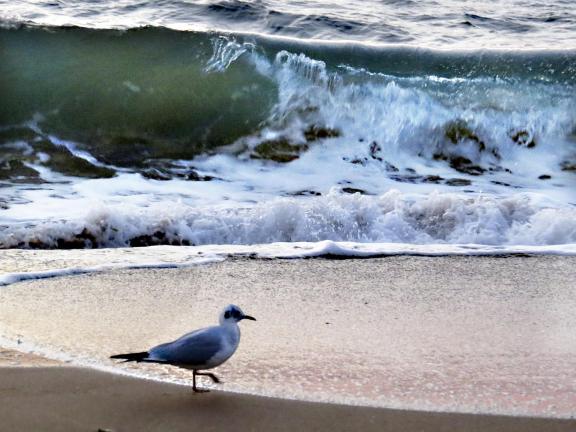 Seagull and wave