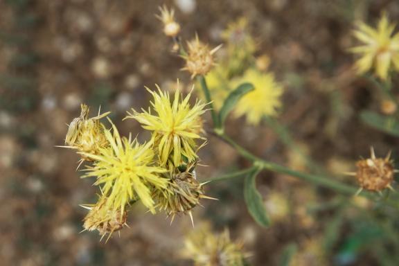 Unknown flowers-8