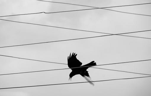 Lethal lines