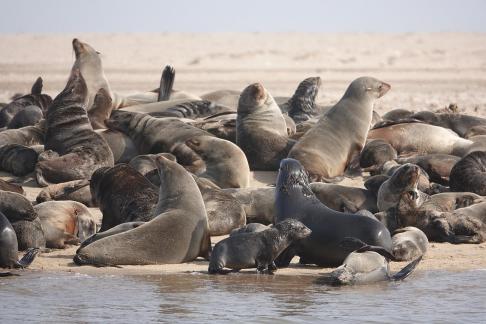 Cape Fur seals