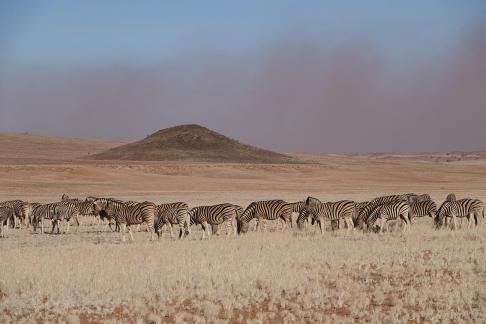 Grazing zebras
