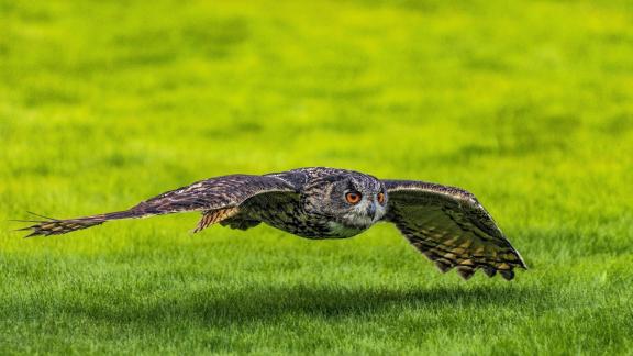 Bubo Bubo