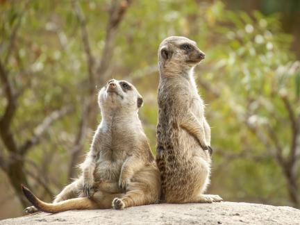 Suricata 7812