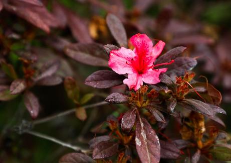 Leaf stained with rouge 3