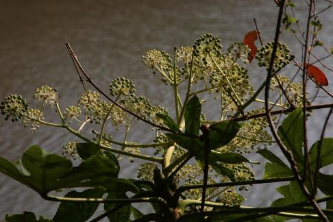 Eightcornered fragrance 1