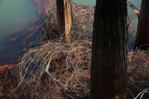 Green trees by the water edge 2