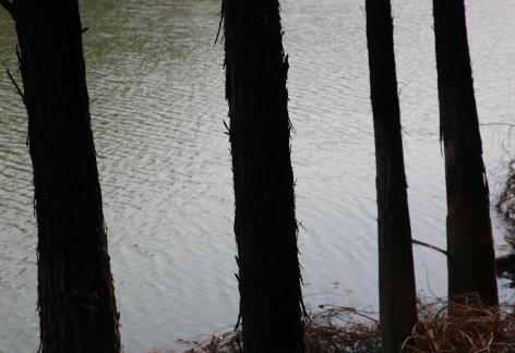 Green trees by the water edge 3