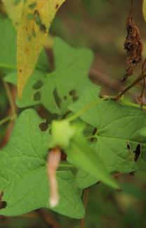 One leaf withered and new 1