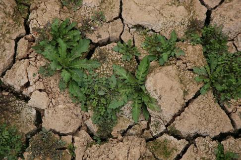 Cracked Earth 15