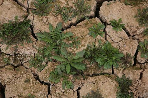 Cracked Earth 16