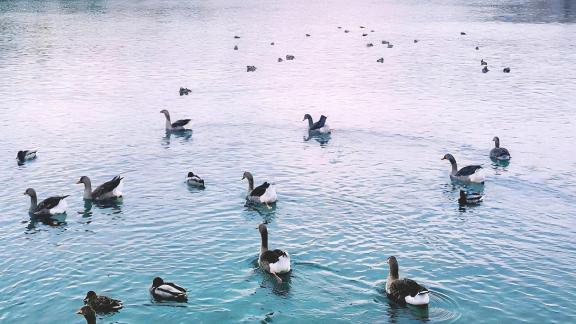 Cold winter waters and wild geese