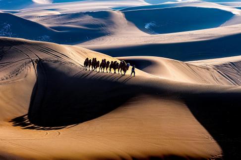 Camel shadow