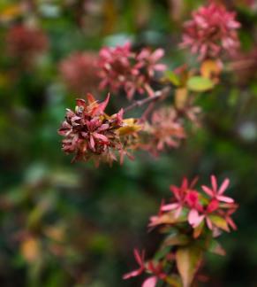 Red sepal self aromatization 5