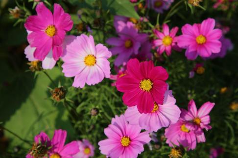 Purple flower towards the sun 9