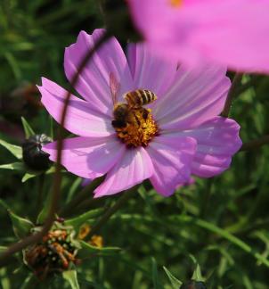 Purple flower towards the sun 10