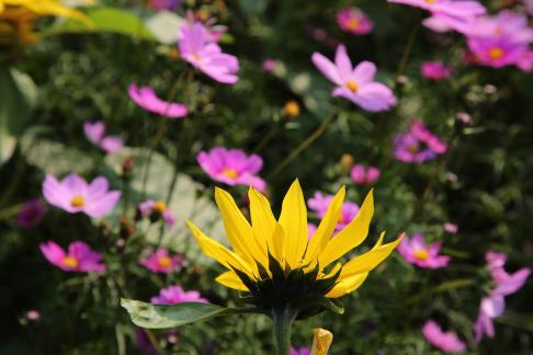 Purple flower towards the sun 11