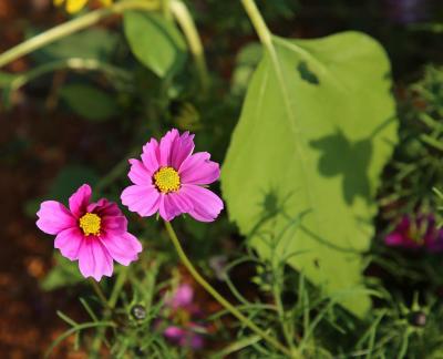 Purple flower towards the sun 12