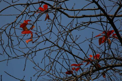 Cold branches remain bright 1