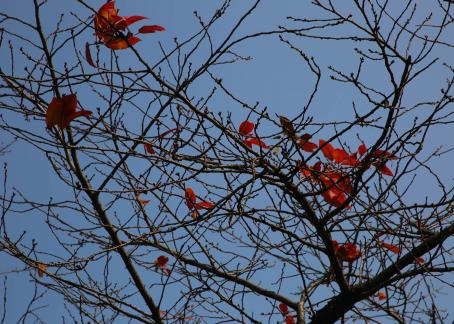 Cold branches remain bright 2
