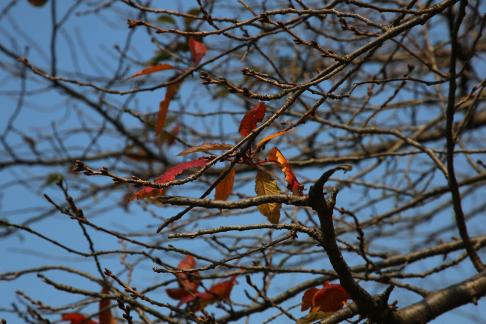 Cold branches remain bright 3