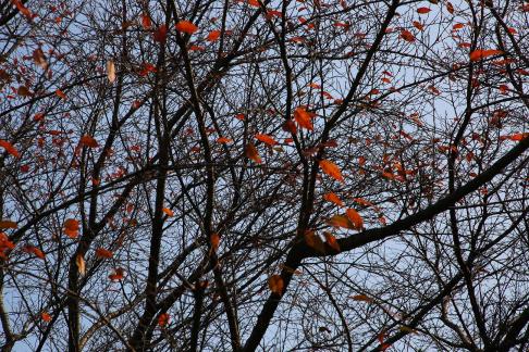 Cold branches remain bright 4