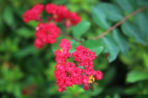 Crimson Flower Cluster Summer 1