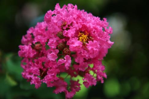 Crimson Flower Cluster Summer 2
