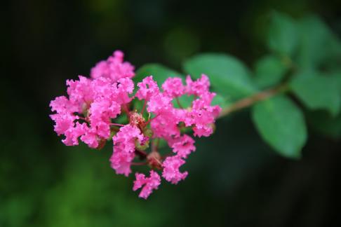 Crimson Flower Cluster Summer 3