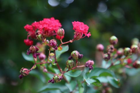 Crimson Flower Cluster Summer 4