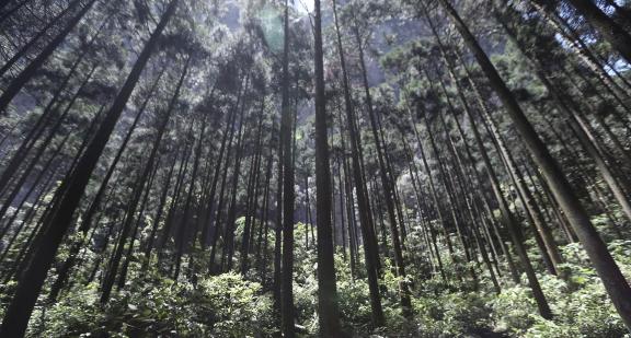 Towering trees 1
