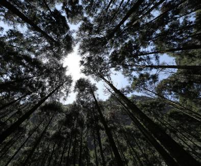 Towering trees 2