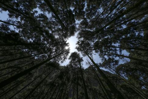 Towering trees 3