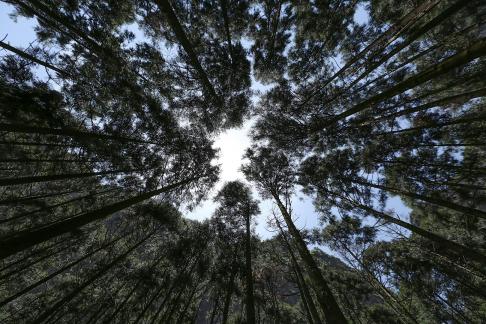 Towering trees 4