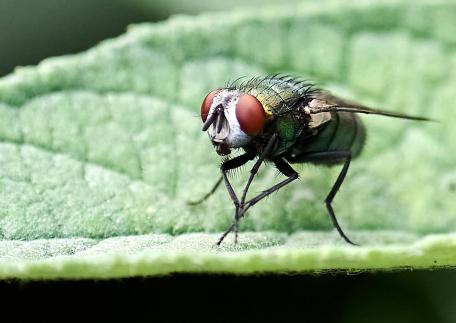 Fly on Green Leave