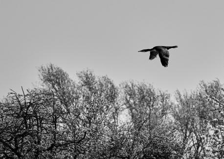 Kamikaze Bird