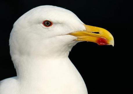 Seagull Portrait