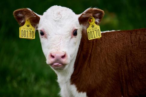 Ear Decoration