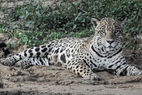 Jaguar Male Akaloi Pantanal 2