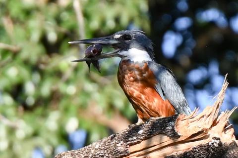 Ringed Kingfisher 3